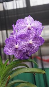 Vanda Blue Angel