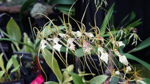 Brassia Haleahi Spider