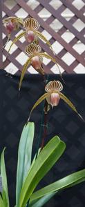 Paphiopedilum Lady Isobel