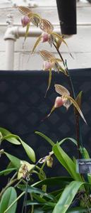 Paphiopedilum Lady Isobel