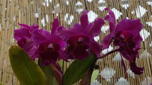 Rhyncholaeliocattleya Michael Crocker