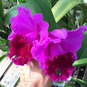 Rhyncholaeliocattleya Amy Wakasugi