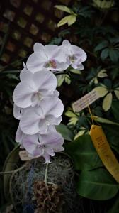 Phalaenopsis Yu Pin Easter Island