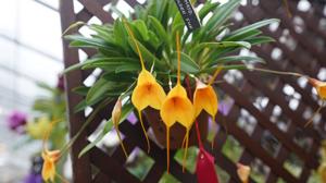 Masdevallia Golden Sun