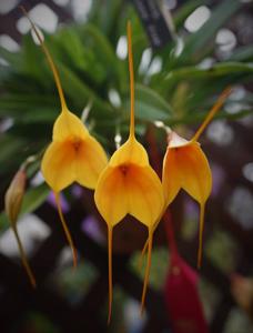 Masdevallia Golden Sun