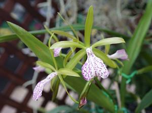 Brassocattleya Binosa