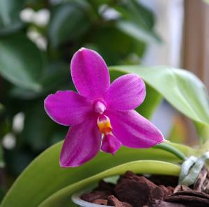 Phalaenopsis Yaphon Rich Woman