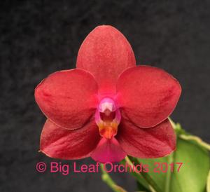 Phalaenopsis Zheng Min Orion