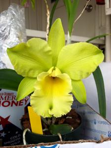 Rhyncholaeliocattleya Sarah Rife