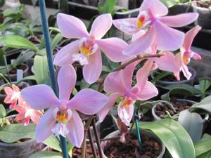 <i>Phalaenopsis</i> Bronze Beauty