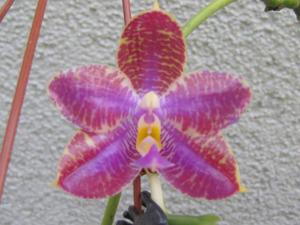 Phalaenopsis Chienlung Red King