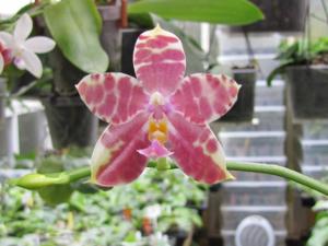 Phalaenopsis Chienlung Red King