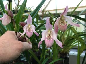 Phragmipedium Carol Kanzer