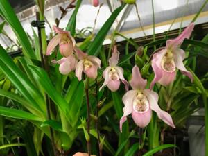 Phragmipedium Carol Kanzer