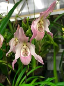 Phragmipedium Carol Kanzer