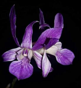 Dendrobium Rose Marie