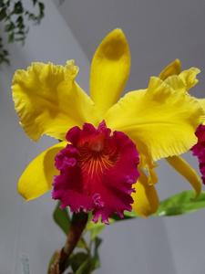 Rhyncholaeliocattleya Alma Kee