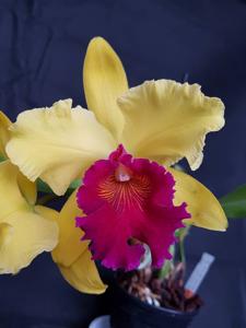 Rhyncholaeliocattleya Alma Kee