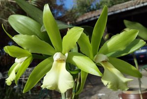 Rhynchobrassoleya Connie Warne Bowden