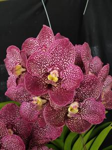 Vanda Juanita Co