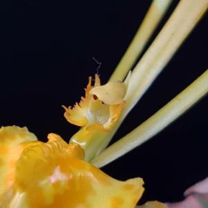 Psychopsis Kalihi