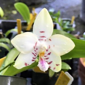 Phalaenopsis Gelblieber