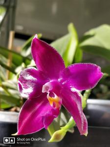 Phalaenopsis Su-An Super Star