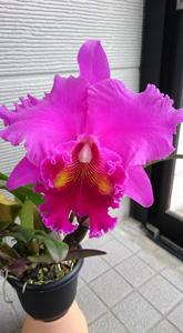 Rhyncholaeliocattleya Lucky Strike