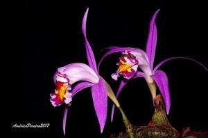 Pleione lagenaria