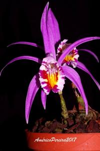 Pleione lagenaria