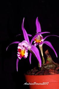 Pleione lagenaria