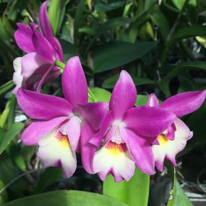 Laeliocatanthe Chien Ya Cranberry