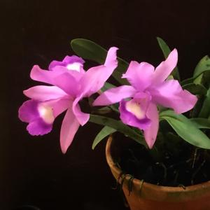 Cattleya Michelle Obama