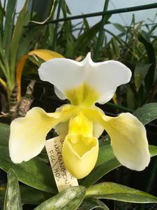 Paphiopedilum Whitemoor