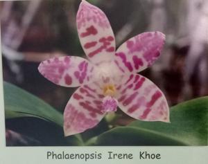 Phalaenopsis Irene Khoe