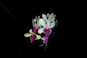 Dendrobium Burana Charming