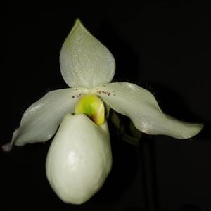 Paphiopedilum Deperle