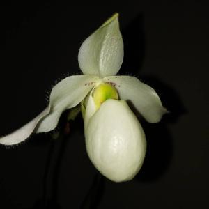 Paphiopedilum Deperle