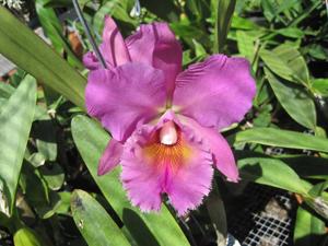 Rhyncholaeliocattleya Hartland