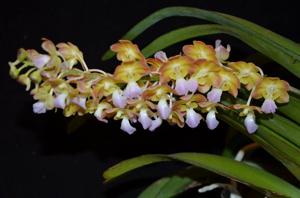 Perreiraara Bangkok Sunset