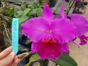 Rhyncholaeliocattleya Sarah Palin