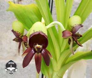 Catasetum Maria Mercedes Soares