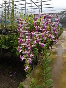 Dendrobium Ang Hak Seng