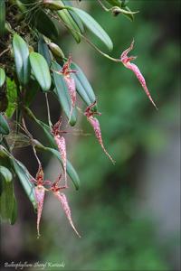 Bulbophyllum Sheryl Kurizaki
