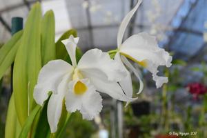 Cattleya Callistoglossa