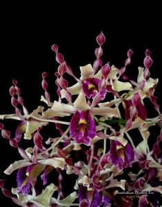 Dendrobium Howard Foo