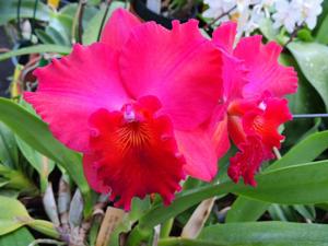 Rhyncholaeliocattleya Memoria Frank Fordyce