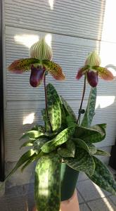 Paphiopedilum Singapore