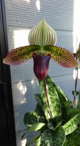 Paphiopedilum Singapore