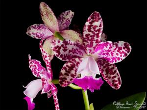 Cattleya Green Emerald
